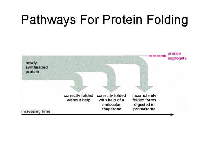 Pathways For Protein Folding Pathways For Protein Folding