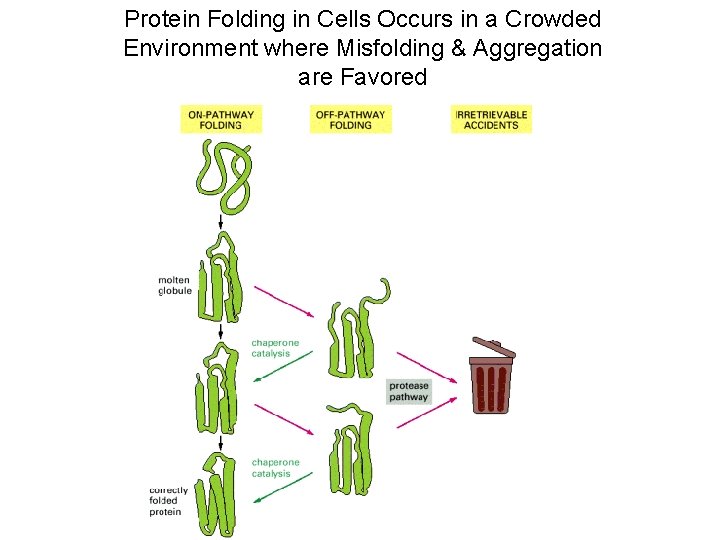 Protein Folding in Cells Occurs in a Crowded Environment where Misfolding & Aggregation are Protein Folding in Cells Occurs in a Crowded Environment where Misfolding & Aggregation are