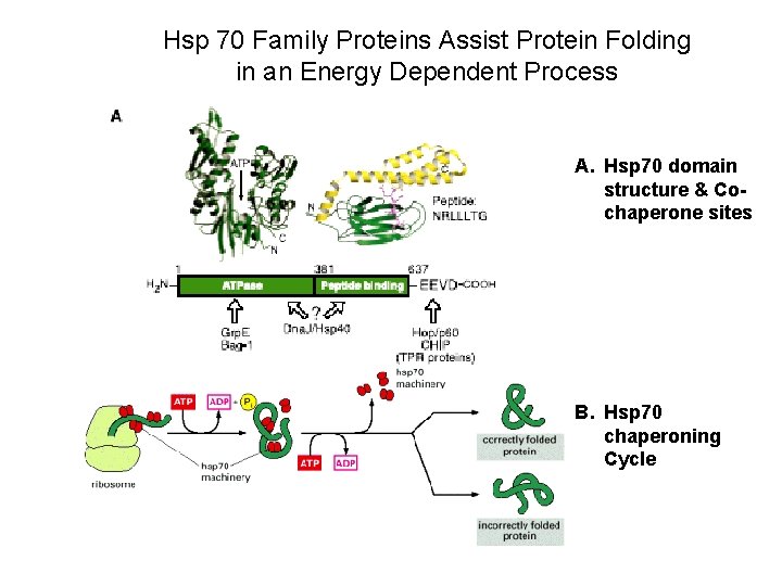 Hsp 70 Family Proteins Assist Protein Folding in an Energy Dependent Process A. Hsp Hsp 70 Family Proteins Assist Protein Folding in an Energy Dependent Process A. Hsp