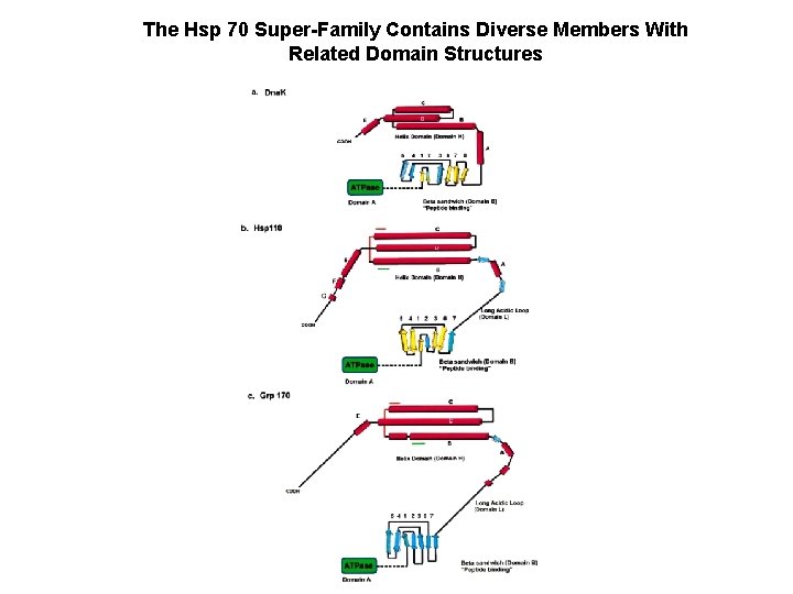 The Hsp 70 Super-Family Contains Diverse Members With Related Domain Structures The Hsp 70 Super-Family Contains Diverse Members With Related Domain Structures