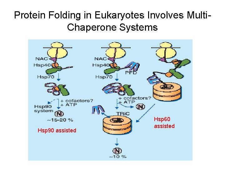 Protein Folding in Eukaryotes Involves Multi. Chaperone Systems Hsp 90 assisted Hsp 60 assisted Protein Folding in Eukaryotes Involves Multi. Chaperone Systems Hsp 90 assisted Hsp 60 assisted