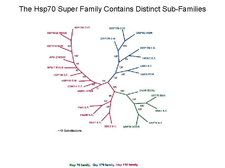 The Hsp 70 Super Family Contains Distinct Sub-Families The Hsp 70 Super Family Contains Distinct Sub-Families