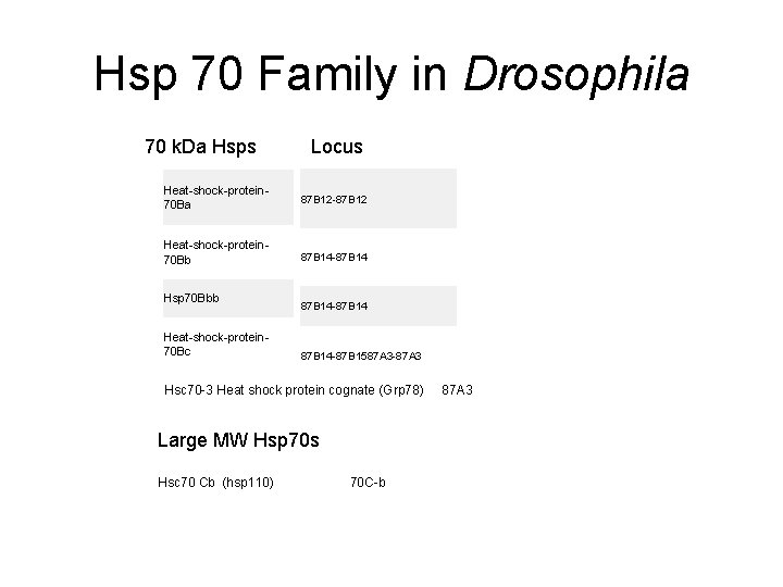 Hsp 70 Family in Drosophila 70 k. Da Hsps Locus Heat-shock-protein 70 Ba 87 Hsp 70 Family in Drosophila 70 k. Da Hsps Locus Heat-shock-protein 70 Ba 87