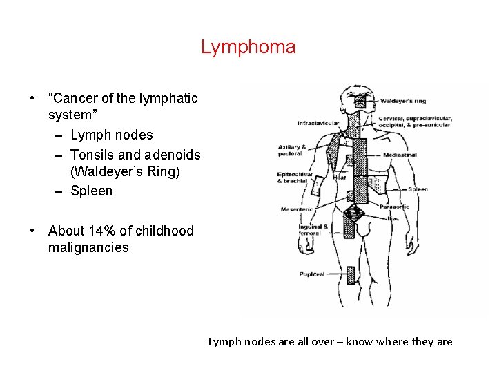 Lymphoma • “Cancer of the lymphatic system” – Lymph nodes – Tonsils and adenoids Lymphoma • “Cancer of the lymphatic system” – Lymph nodes – Tonsils and adenoids