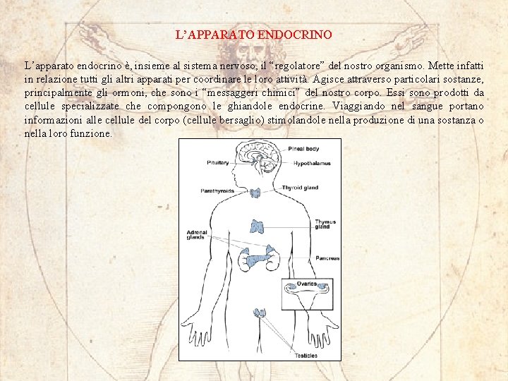 L’APPARATO ENDOCRINO L’apparato endocrino è, insieme al sistema nervoso, il “regolatore” del nostro organismo.