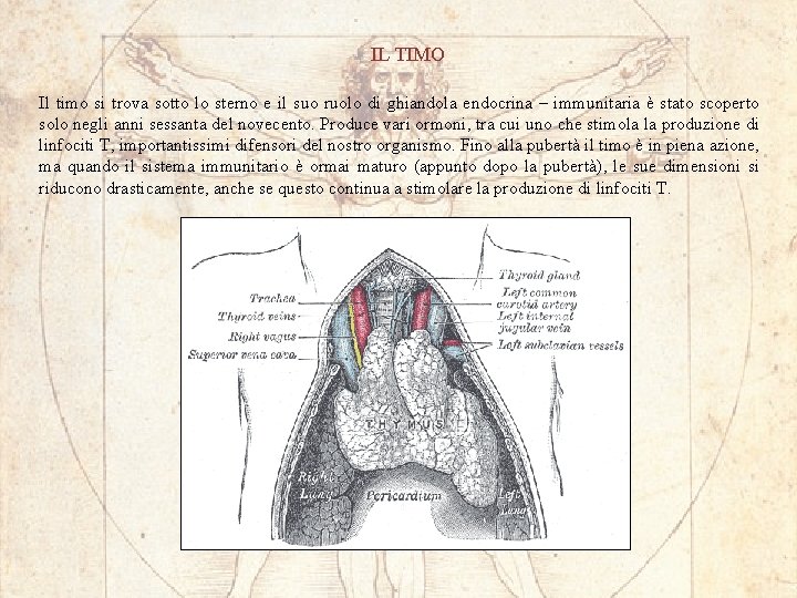IL TIMO Il timo si trova sotto lo sterno e il suo ruolo di