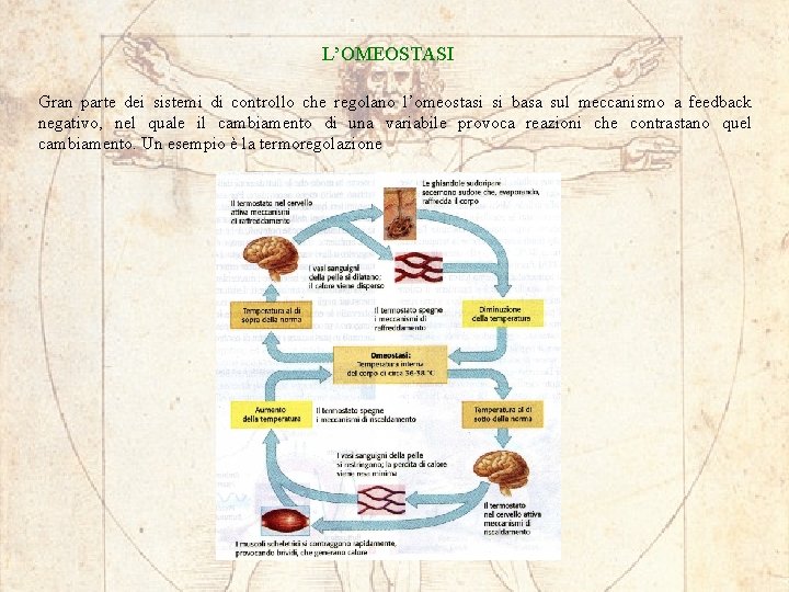 L’OMEOSTASI Gran parte dei sistemi di controllo che regolano l’omeostasi si basa sul meccanismo