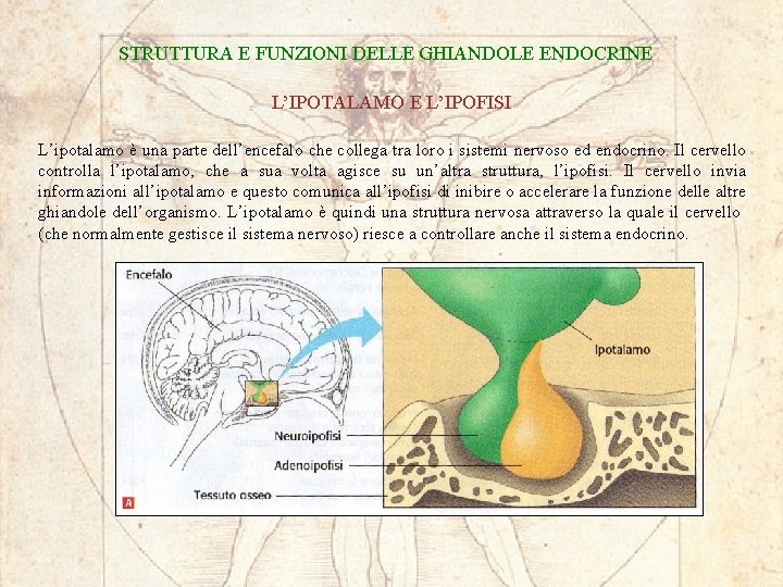 STRUTTURA E FUNZIONI DELLE GHIANDOLE ENDOCRINE L’IPOTALAMO E L’IPOFISI L’ipotalamo è una parte dell’encefalo