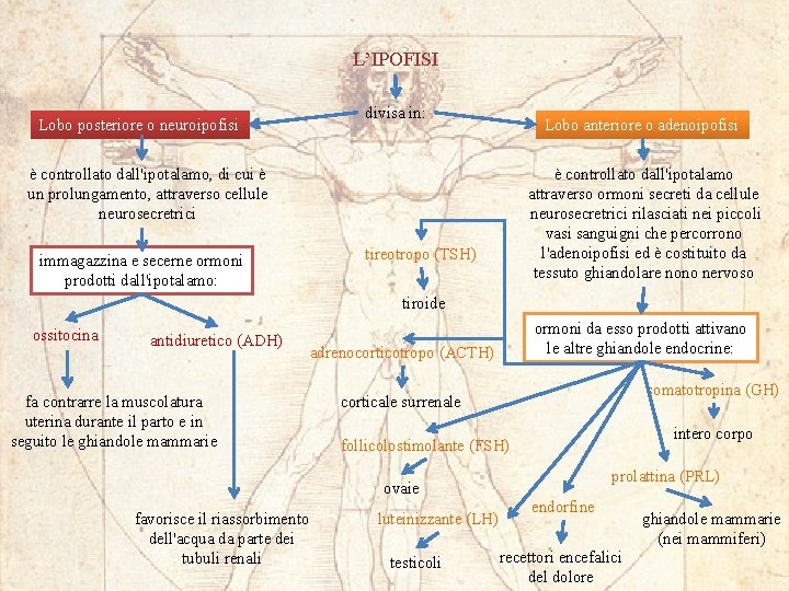 L’IPOFISI Lobo posteriore o neuroipofisi divisa in: Lobo anteriore o adenoipofisi è controllato dall'ipotalamo