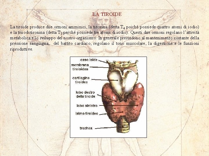 LA TIROIDE La tiroide produce due ormoni amminici, la tiroxina (detta T 4 poiché