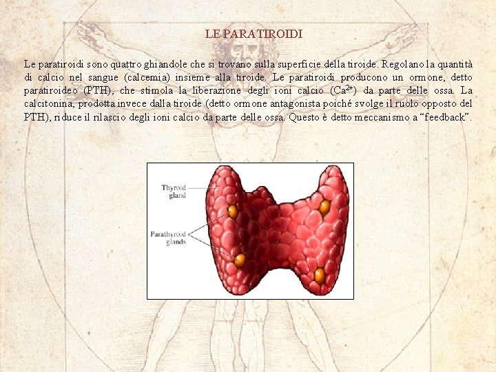 LE PARATIROIDI Le paratiroidi sono quattro ghiandole che si trovano sulla superficie della tiroide.