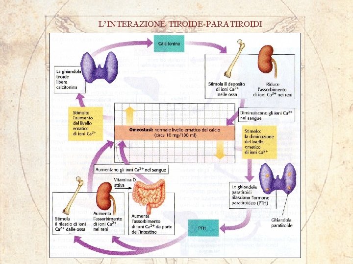 L’INTERAZIONE TIROIDE-PARATIROIDI 