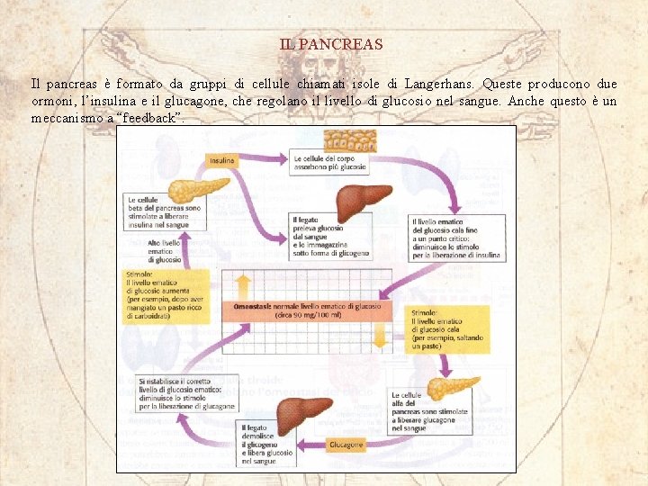 IL PANCREAS Il pancreas è formato da gruppi di cellule chiamati isole di Langerhans.