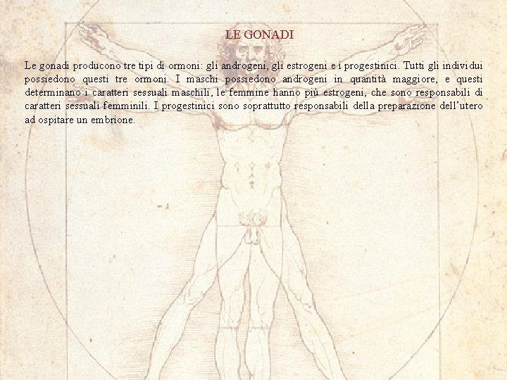 LE GONADI Le gonadi producono tre tipi di ormoni: gli androgeni, gli estrogeni e