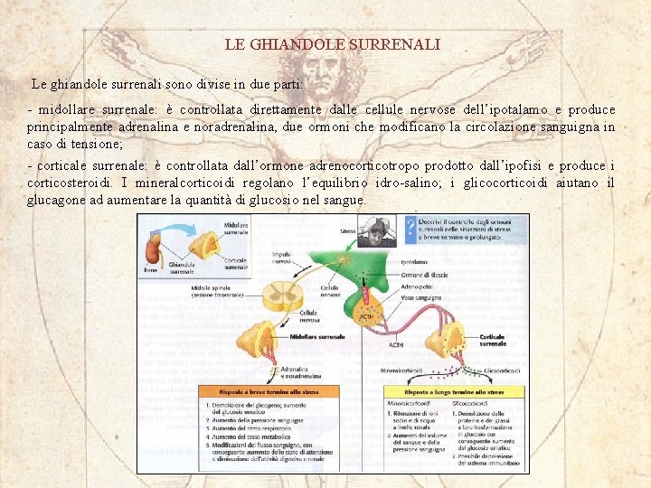 LE GHIANDOLE SURRENALI Le ghiandole surrenali sono divise in due parti: - midollare surrenale: