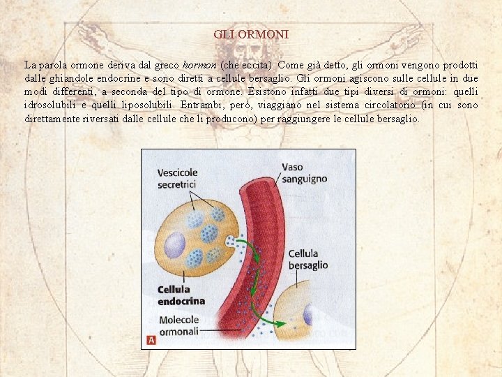 GLI ORMONI La parola ormone deriva dal greco hormon (che eccita). Come già detto,