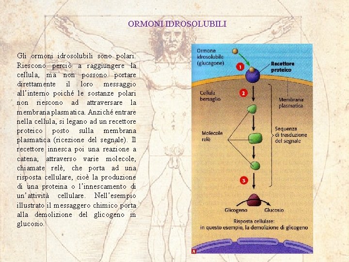 ORMONI IDROSOLUBILI Gli ormoni idrosolubili sono polari. Riescono perciò a raggiungere la cellula, ma