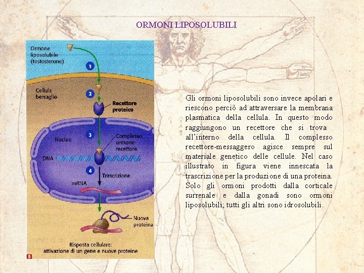 ORMONI LIPOSOLUBILI Gli ormoni liposolubili sono invece apolari e riescono perciò ad attraversare la