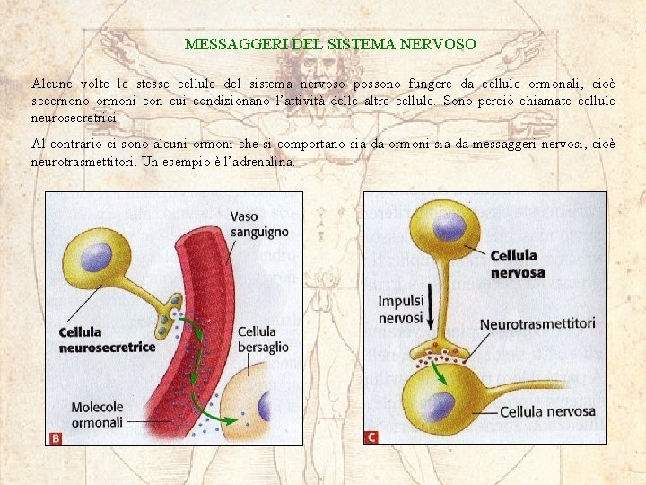 MESSAGGERI DEL SISTEMA NERVOSO Alcune volte le stesse cellule del sistema nervoso possono fungere