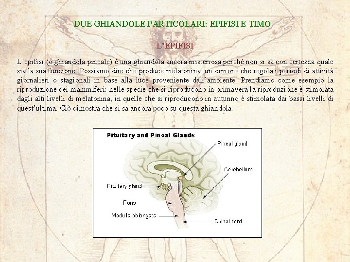 DUE GHIANDOLE PARTICOLARI: EPIFISI E TIMO L’EPIFISI L’epifisi (o ghiandola pineale) è una ghiandola