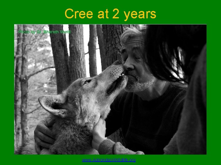 Cree at 2 years www. Adirondack. Wildlife. org 