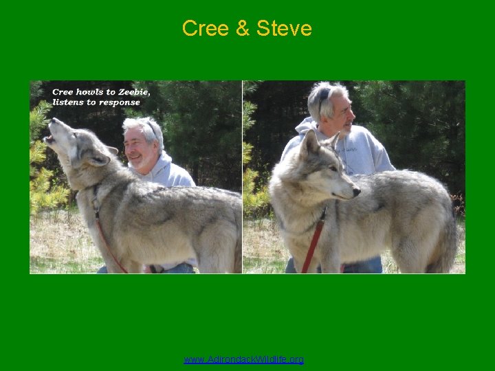 Cree & Steve www. Adirondack. Wildlife. org 