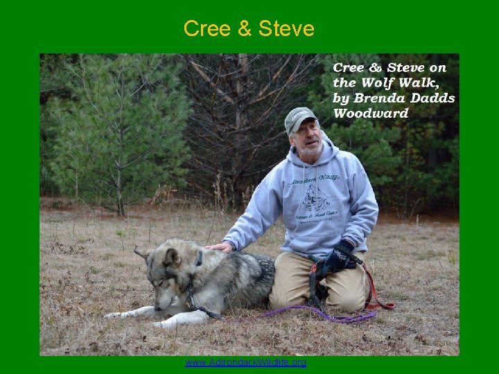 Cree & Steve www. Adirondack. Wildlife. org 