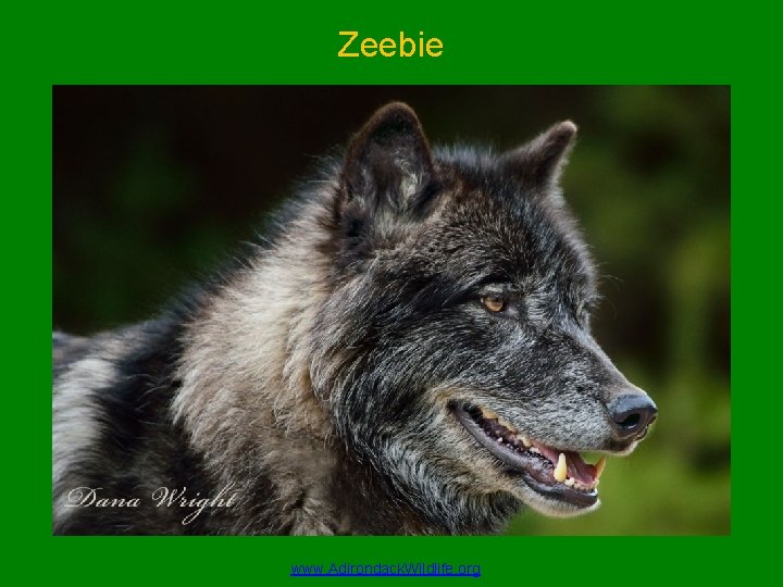 Zeebie www. Adirondack. Wildlife. org 