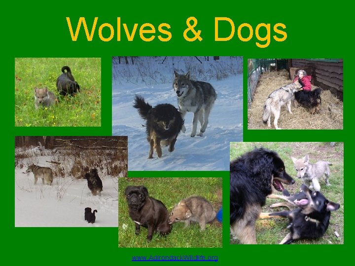 Wolves & Dogs www. Adirondack. Wildlife. org 