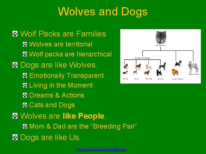 Wolves and Dogs Wolf Packs are Families Wolves are territorial Wolf packs are hierarchical