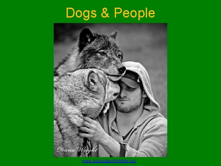 Dogs & People www. Adirondack. Wildlife. org 