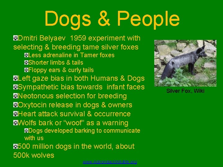 Dogs & People Dmitri Belyaev 1959 experiment with selecting & breeding tame silver foxes