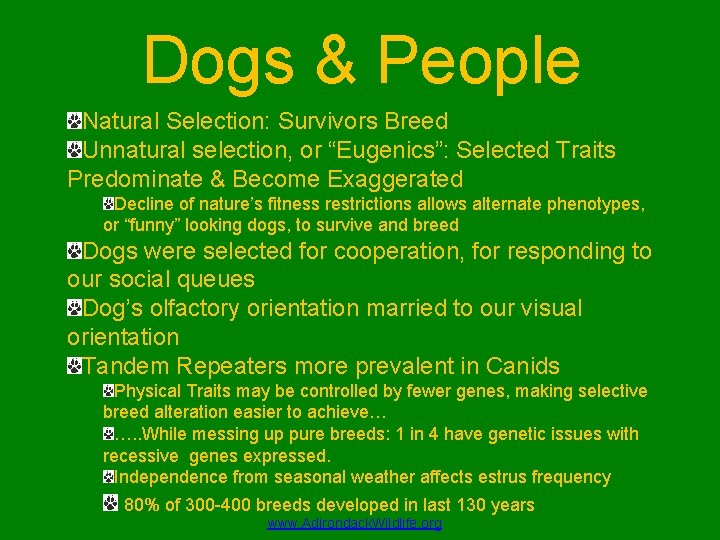 Dogs & People Natural Selection: Survivors Breed Unnatural selection, or “Eugenics”: Selected Traits Predominate