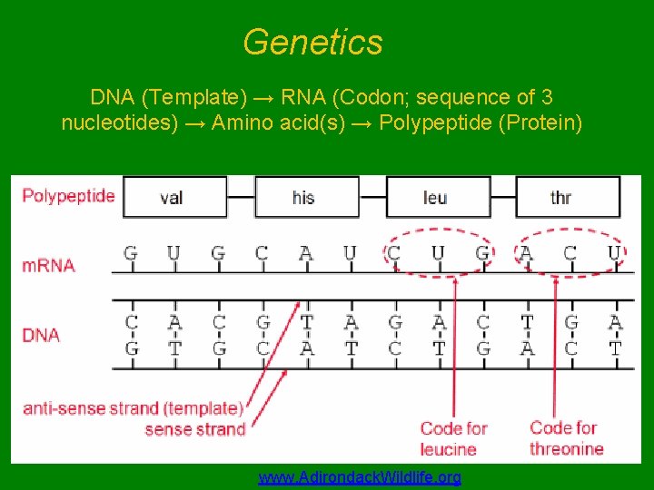 Genetics DNA (Template) → RNA (Codon; sequence of 3 nucleotides) → Amino acid(s) →