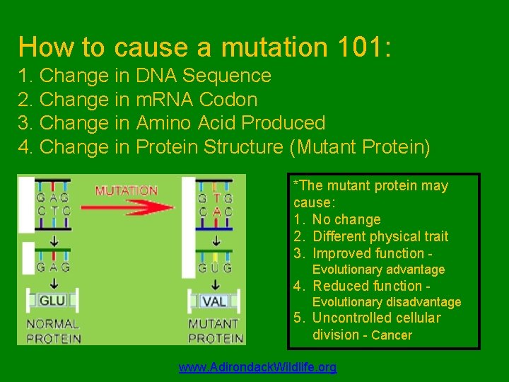 How to cause a mutation 101: 1. Change in DNA Sequence 2. Change in