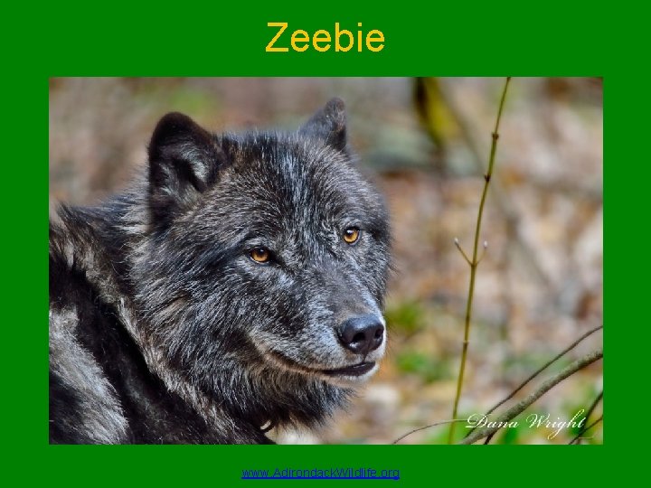 Zeebie www. Adirondack. Wildlife. org 