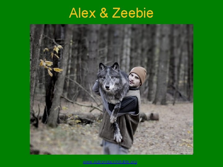 Alex & Zeebie www. Adirondack. Wildlife. org 