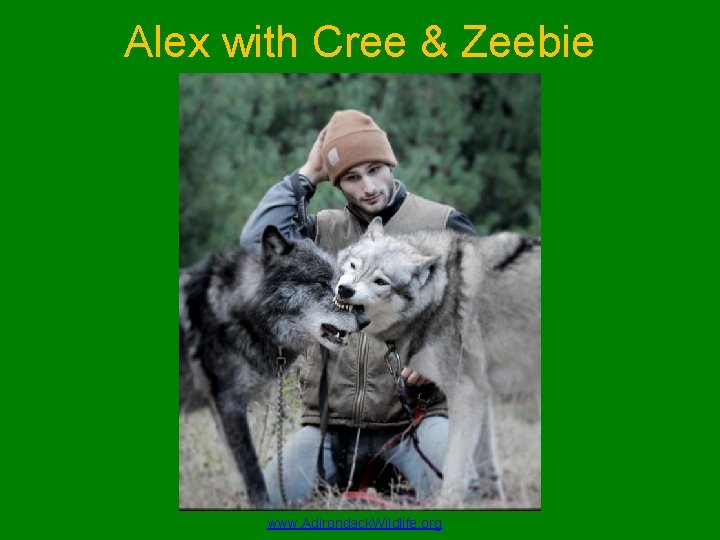 Alex with Cree & Zeebie www. Adirondack. Wildlife. org 