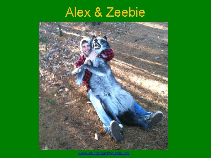 Alex & Zeebie www. Adirondack. Wildlife. org 