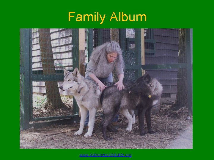 Family Album www. Adirondack. Wildlife. org 