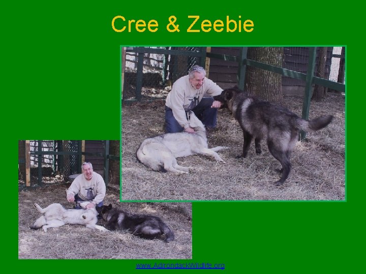 Cree & Zeebie www. Adirondack. Wildlife. org 