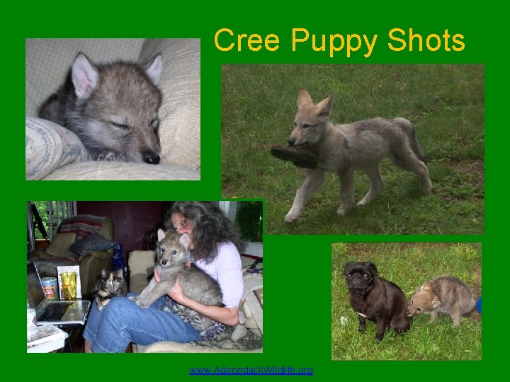 Cree Puppy Shots www. Adirondack. Wildlife. org 