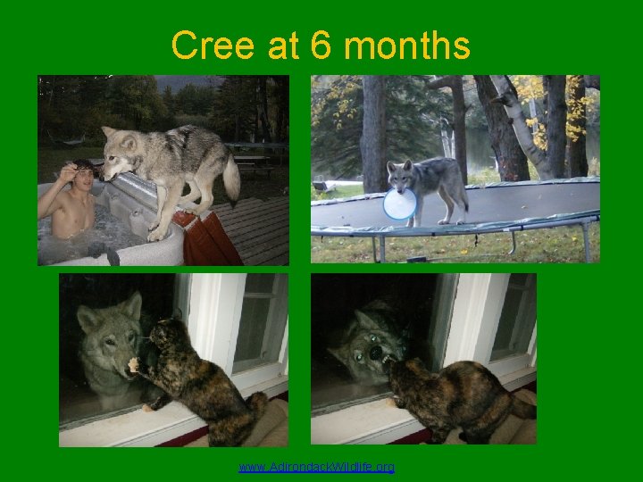 Cree at 6 months www. Adirondack. Wildlife. org 