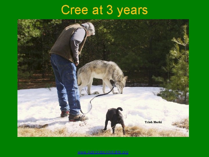 Cree at 3 years www. Adirondack. Wildlife. org 