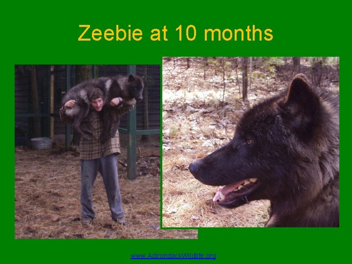 Zeebie at 10 months www. Adirondack. Wildlife. org 