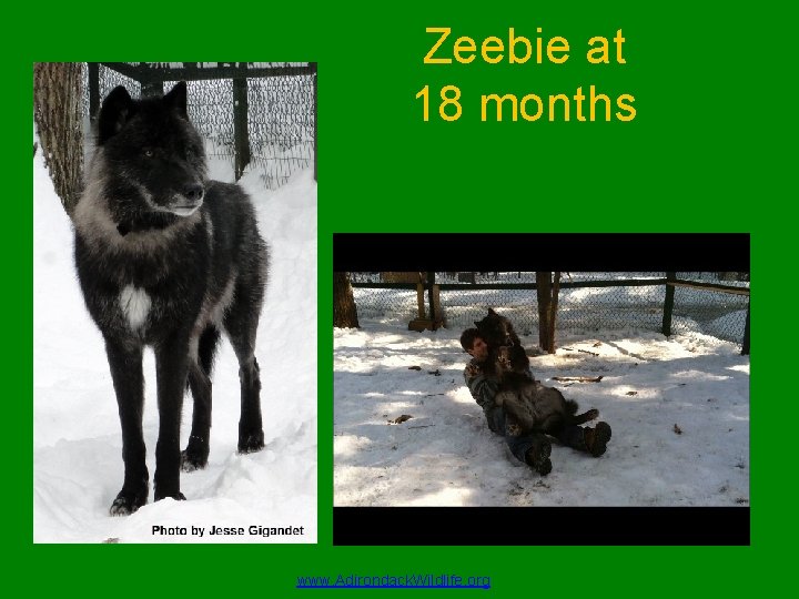 Zeebie at 18 months www. Adirondack. Wildlife. org 