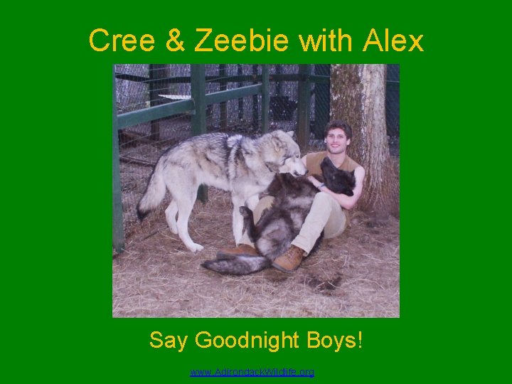 Cree & Zeebie with Alex Say Goodnight Boys! www. Adirondack. Wildlife. org 