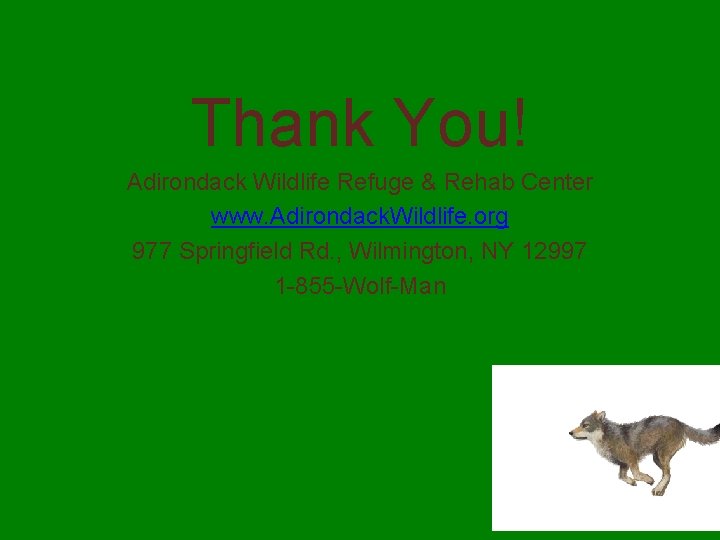 Thank You! Adirondack Wildlife Refuge & Rehab Center www. Adirondack. Wildlife. org 977 Springfield