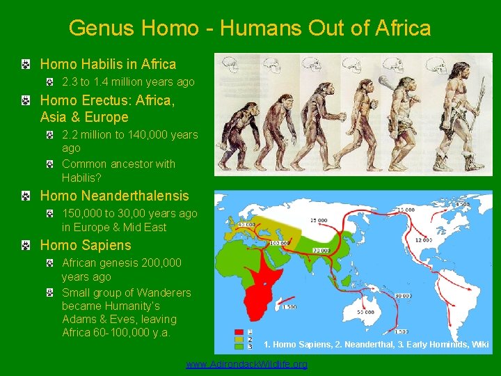 Genus Homo - Humans Out of Africa Homo Habilis in Africa 2. 3 to