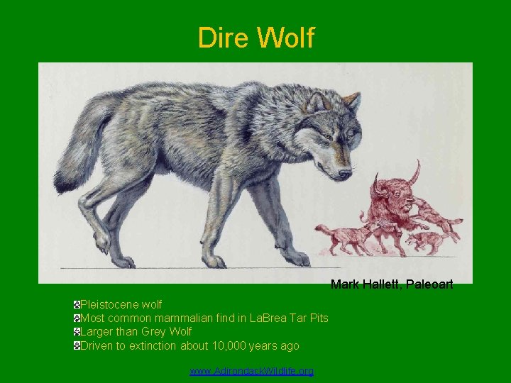 Dire Wolf Mark Hallett, Paleoart Pleistocene wolf Most common mammalian find in La. Brea